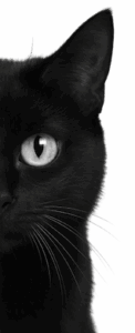 cat-bw-removebg_small